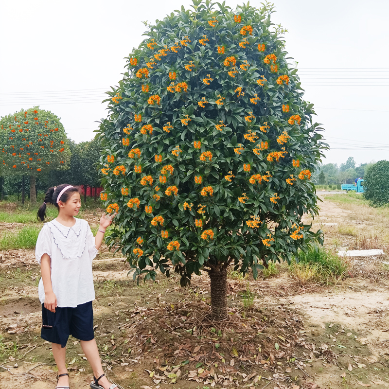 桂花树苗桂花树大树庭院花卉金桂丹桂四季常青盆栽室外地栽浓香型