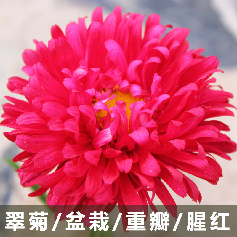 欧悟 翠菊种子四季易种室内室外阳台庭院盆栽花卉七月菊江西腊花种籽