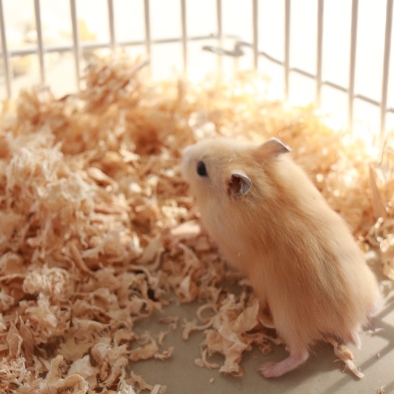 宠物仓鼠活物小仓鼠幼崽活体仓鼠宝宝金丝熊仓鼠宿舍可养温顺亲人 1只