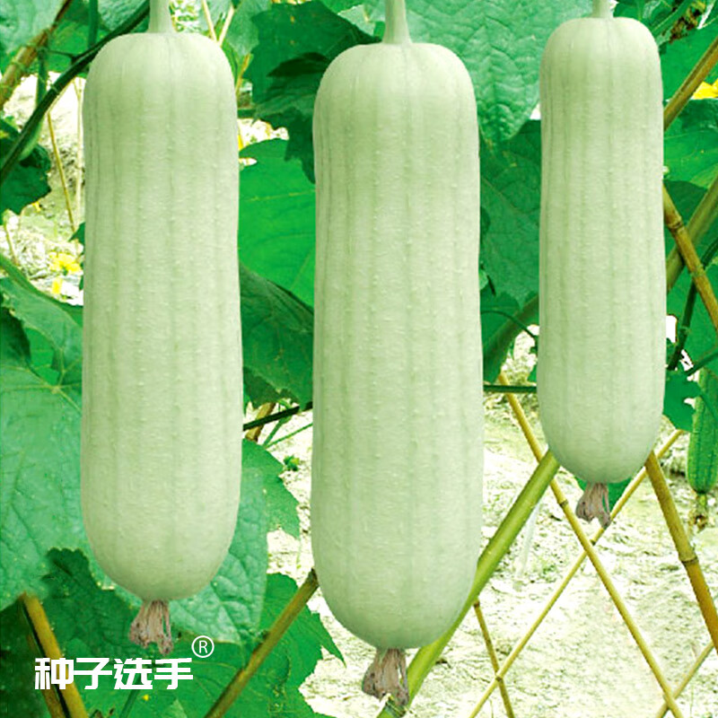 农之子 白丝瓜种子大全白玉白关湖南南方新品苗奶油 农之子白胖娃(白
