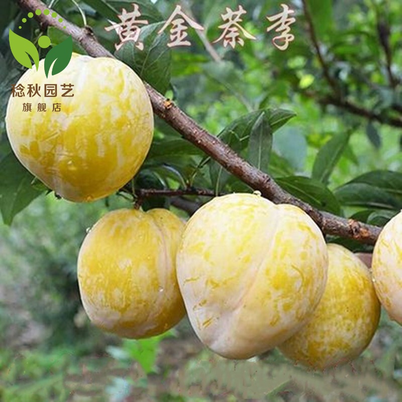 大果黄金奈李嫁接苗黄金李子树苗蜂糖蜜李果苗盆栽地栽南北方种植