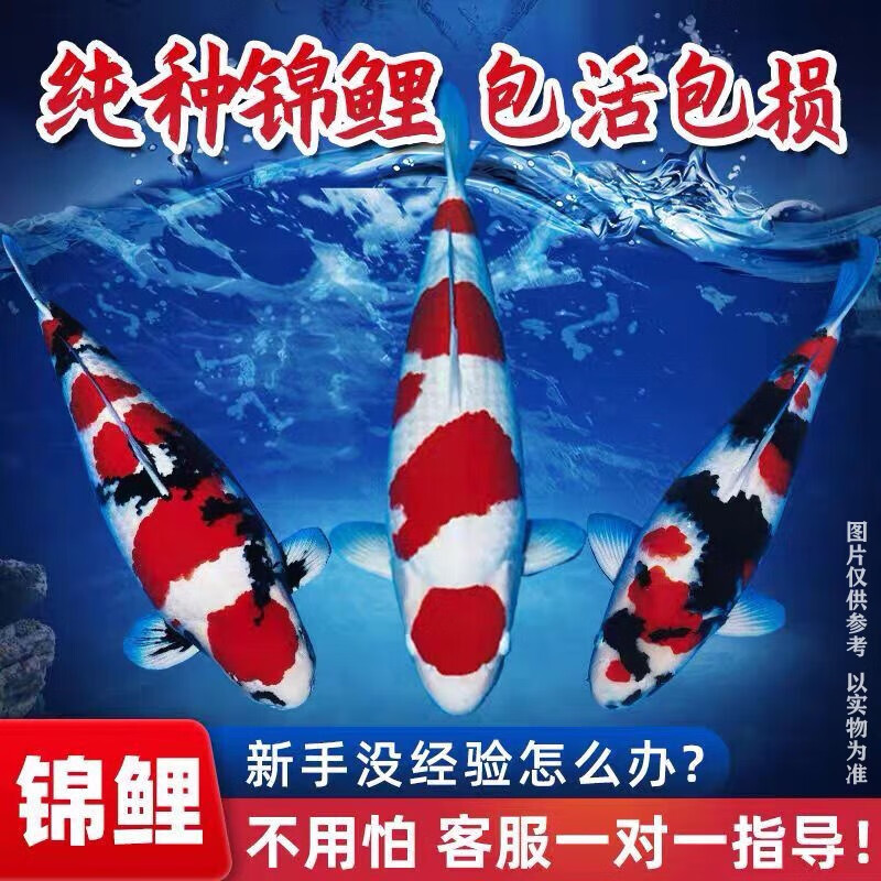 招财如意锦鲤冷水观赏鱼大型纯种精品红白三色招财鱼好养耐活风水鱼活鱼 十全十美（随机颜色10条可指定） 30-35cm