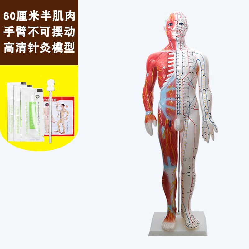 中研太和针灸穴位人体模型医用教学男女高清50cm小人模型 60厘米红白