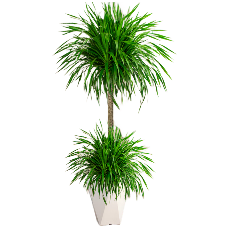 ��������Ѫ����ֲ�������������ڰ칫�ҿ������ʹ������ֲ��Դͷֱ��