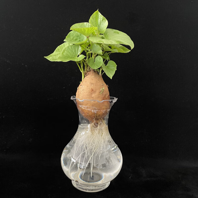 晗畅水培红薯已发芽盆栽植物学生幼儿园植物角观察植物生长山芋地瓜苗
