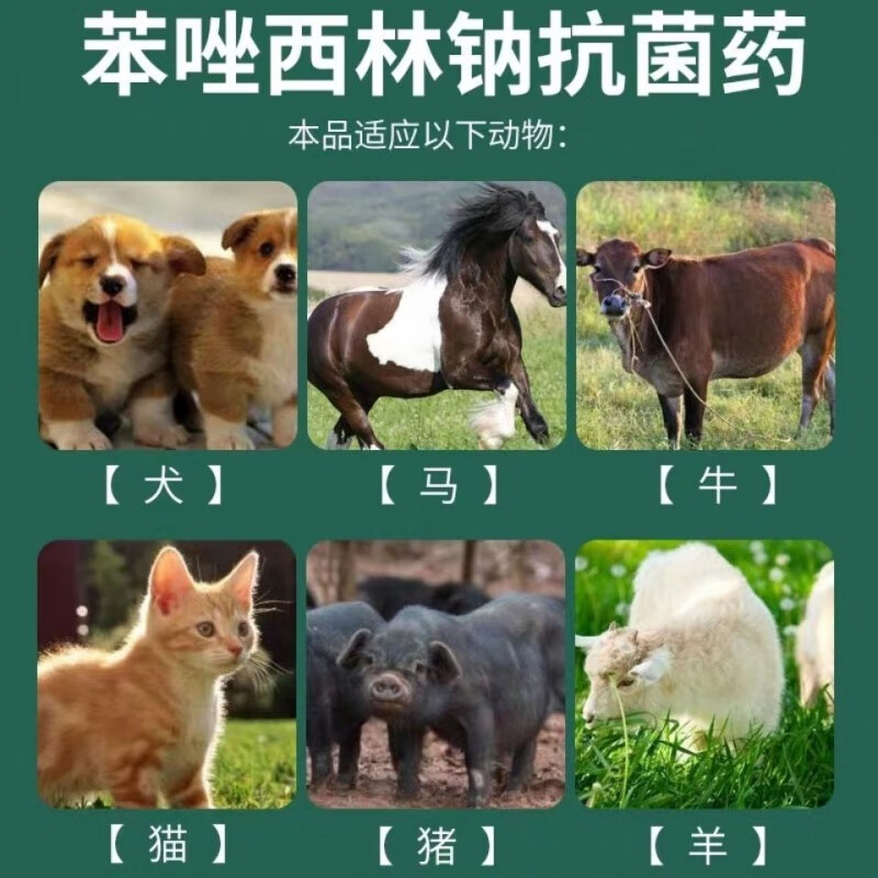 兽药兽用注射用苯唑西林钠粉针猪马牛羊口蹄疫病毒混合感染高烧高热