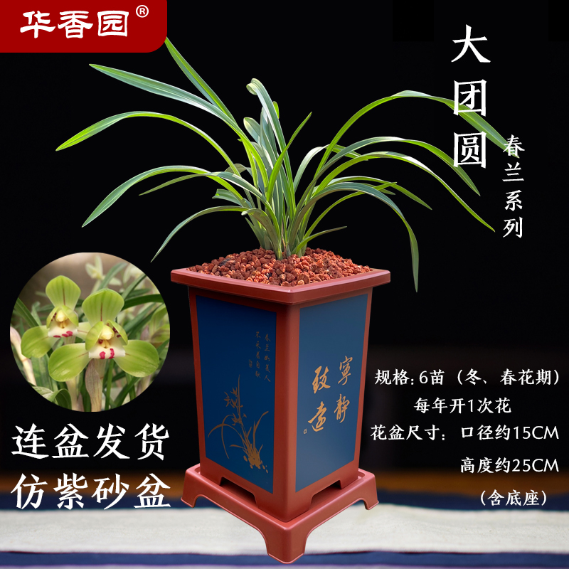 华香园绿植花卉 大团圆 春兰 兰花苗 幽香型 不带花苞办公室内盆栽