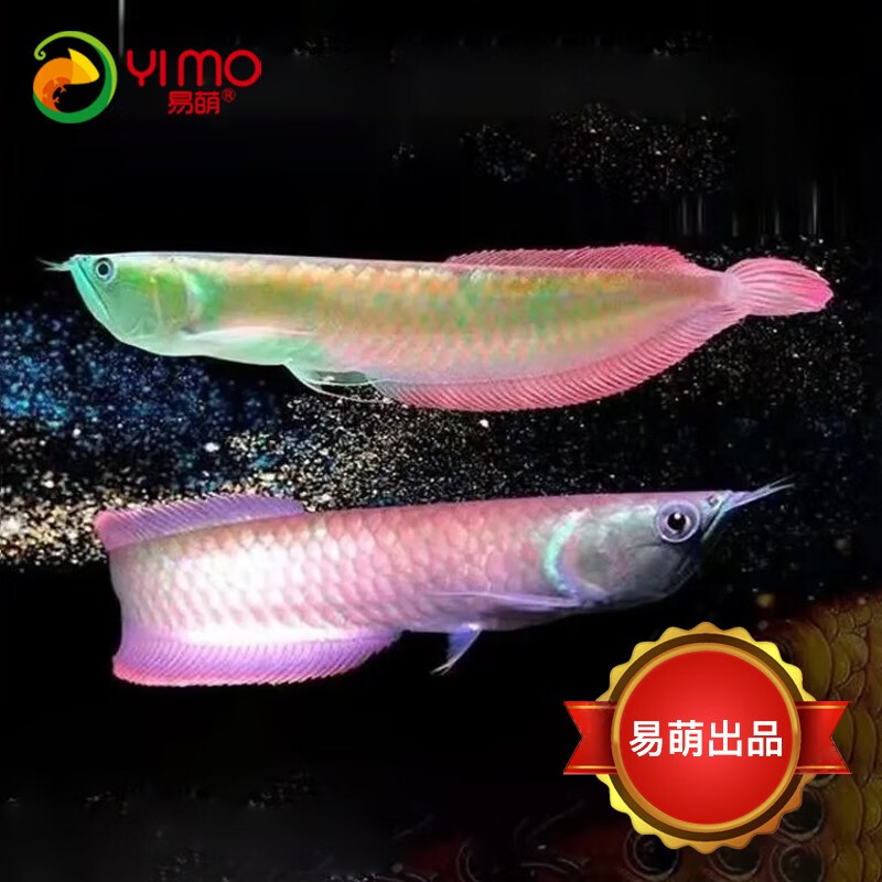易萌 银龙鱼活鱼观赏鱼活体热带鱼淡水中大型龙鱼活体 纯血七彩银龙25
