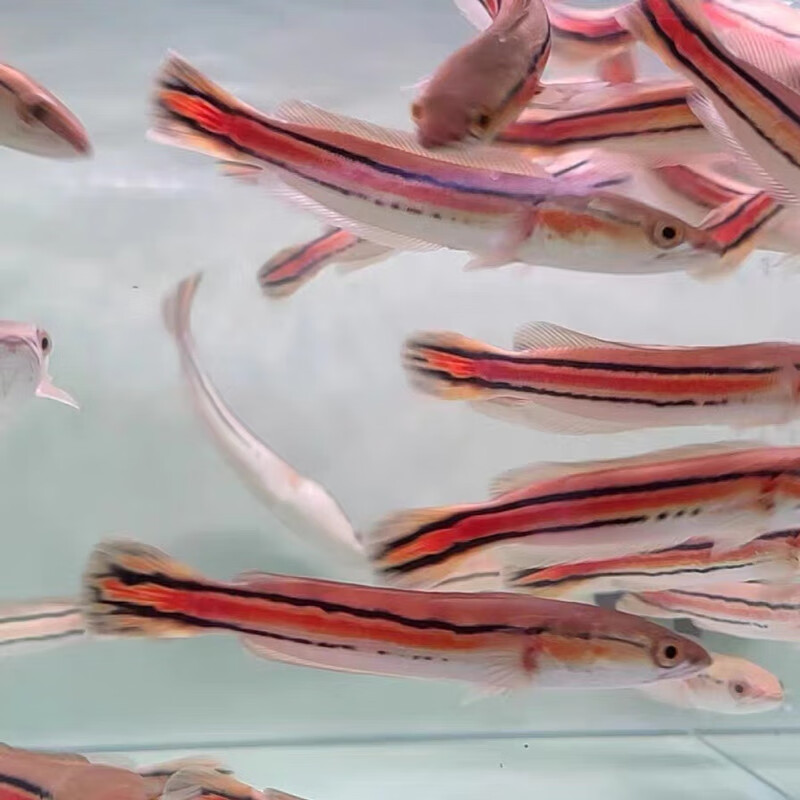 mojy雷龙鱼活体小盾鳢大铅笔鱼淡水活鱼多曼大型凶猛肉食热带观赏 大