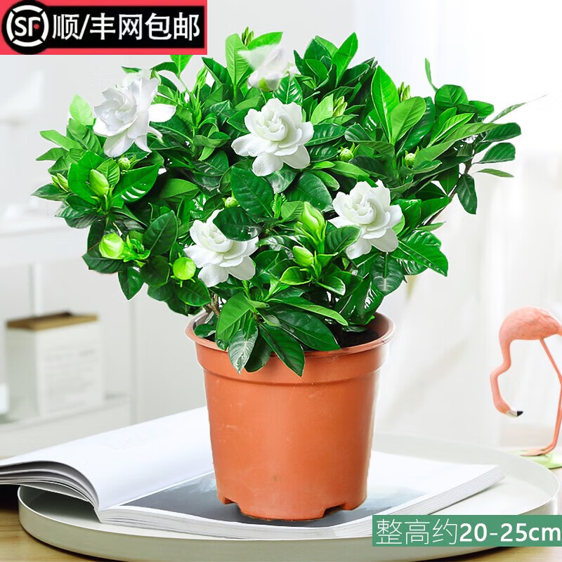 花齐放——高品质花卉产品和亲民价格|哪个App有花卉价格曲线
