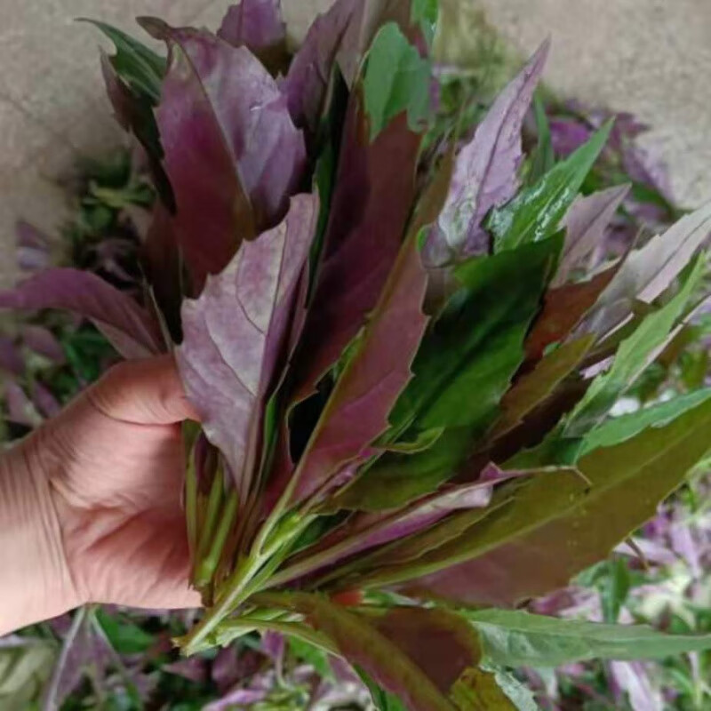 四川血皮菜新鲜紫背菜观音菜农家自种时令蔬菜全年供货 净重1斤【申通