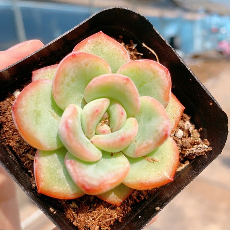 迎虞花苑 贵货多肉 多肉植物 24款贵货区 办公室 室内萌肉 奶油泡芙