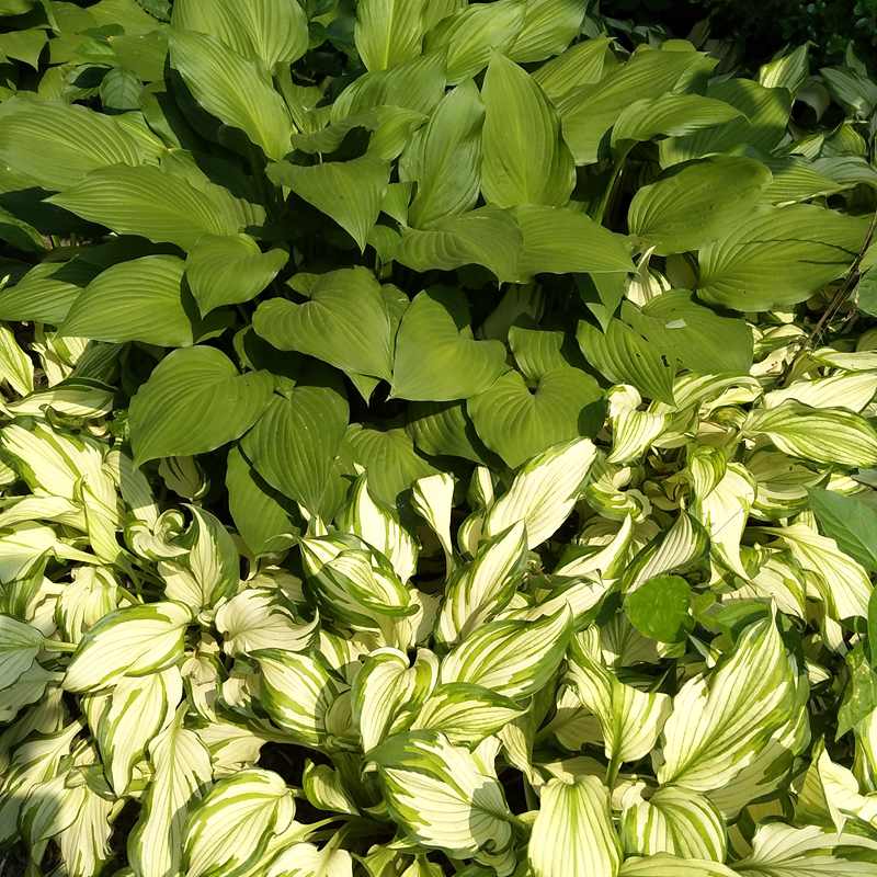 【100棵 青叶玉簪花苗 玉簪花植物盆栽花卉 庭院花坛多年生花卉