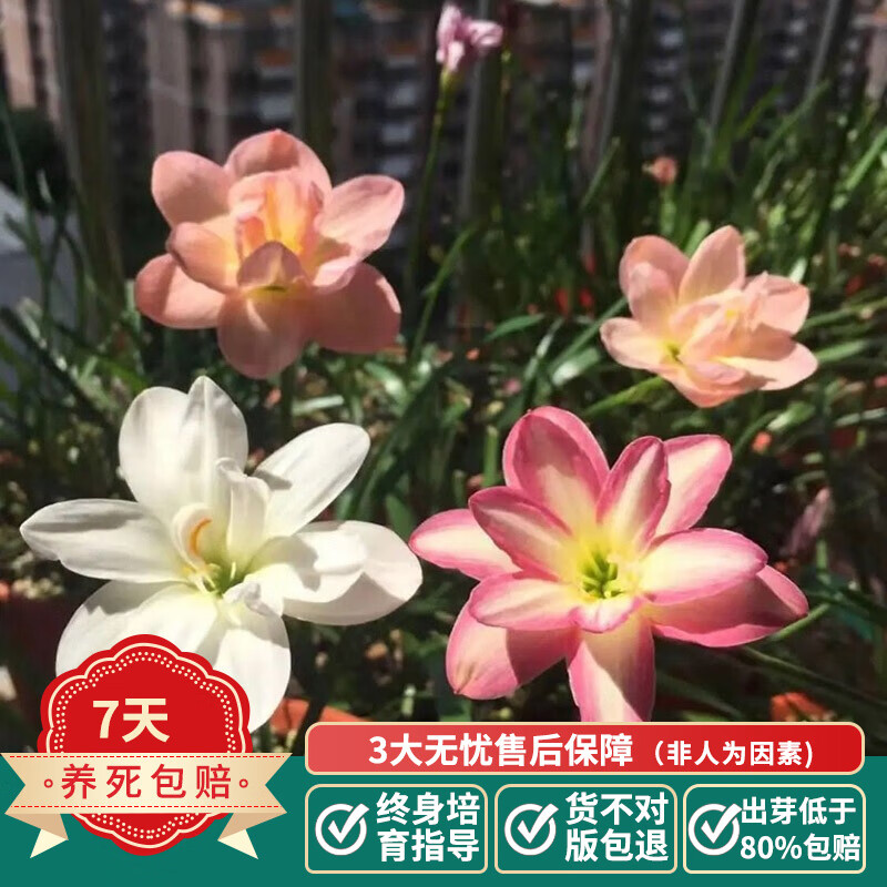 球根 相关京东优惠商品排行榜 价格图片品牌优惠券 虎窝购