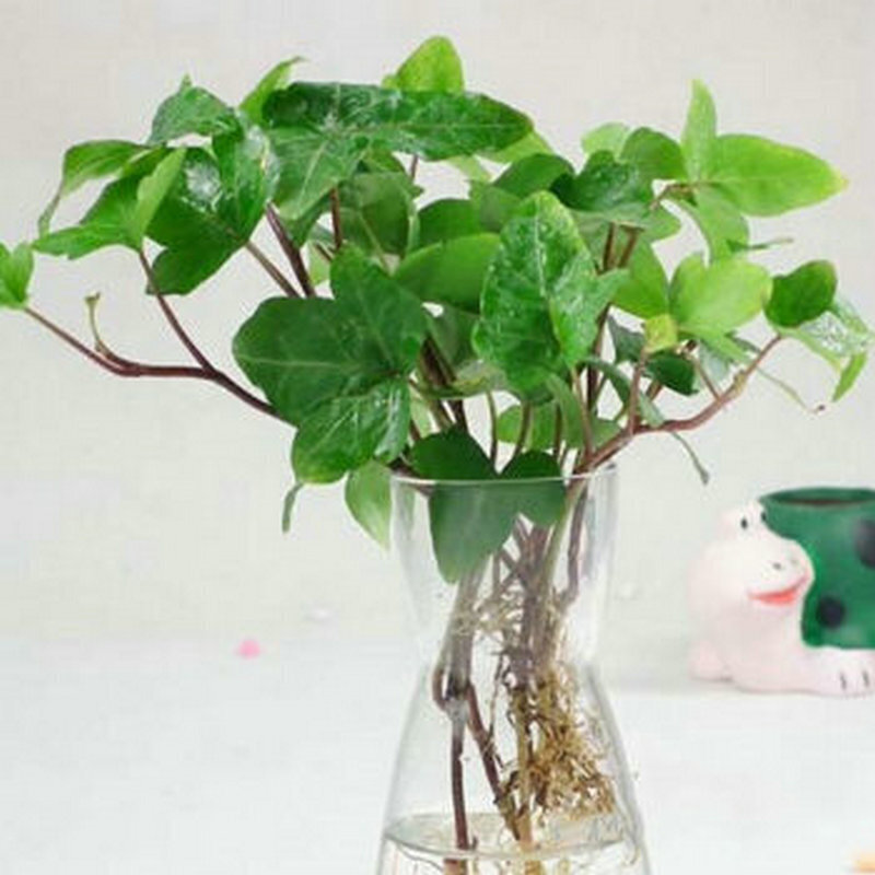 周金祥   花卉盆栽植物 金边中华常春藤 绿植 可水培 净化空气 常春藤