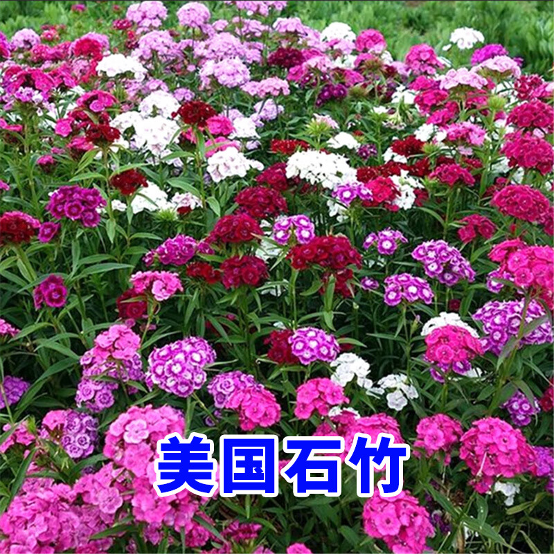 碧鼎美国石竹种子矮生多年生耐寒花籽室外庭院绿化草花种子美国石竹