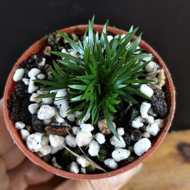 苗黄金姬虎须随手香苗绿植水培迷你小盆栽兰花草 1盆贵船苔菖蒲约10苗
