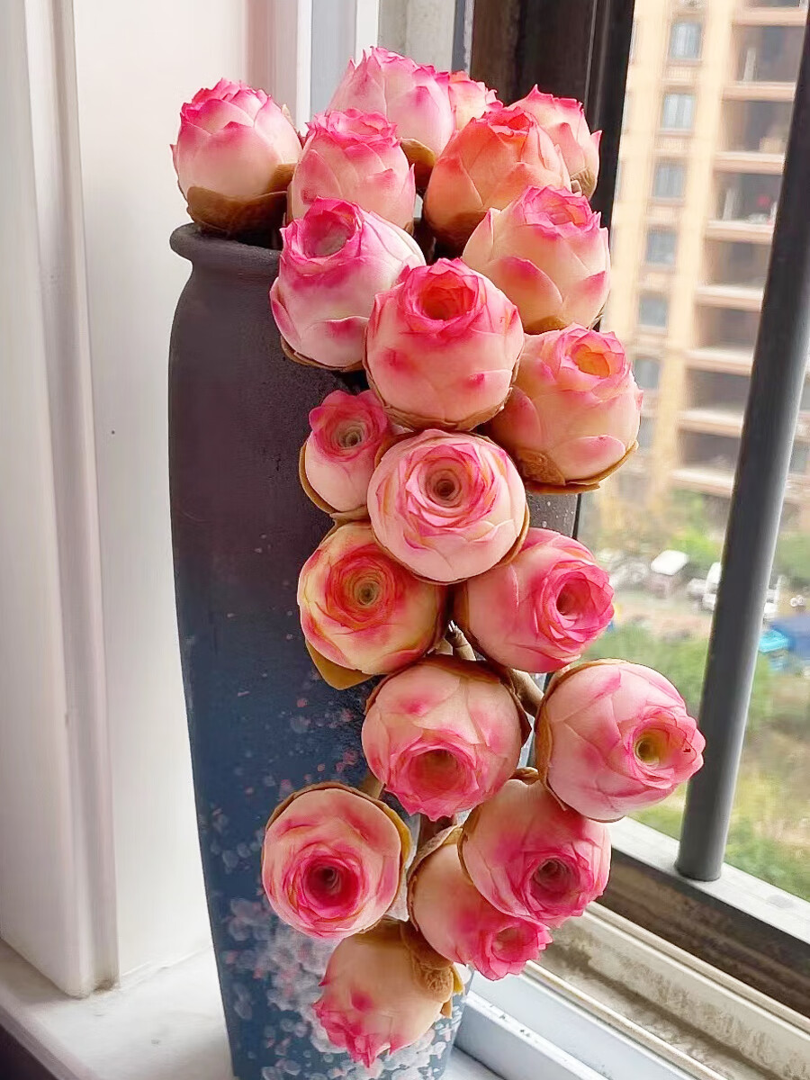 mivm山地玫瑰罗拉公主办公桌多肉植物室内花卉盆栽阳台 主图款15 单朵