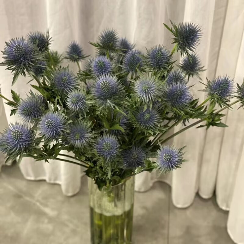 花战【顺丰冷链】高端进口花材情人果刺芹蓝星球鲜花云南昆明基地直发