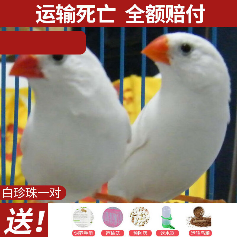 上手曝光OIMG鸟粮真实感受评测，用了三个月心得分享
