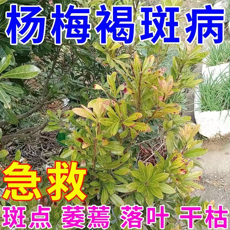 杨梅褐斑病专用药黄叶斑点萎蔫枯枝落叶杨梅病全管专用生物肥正品