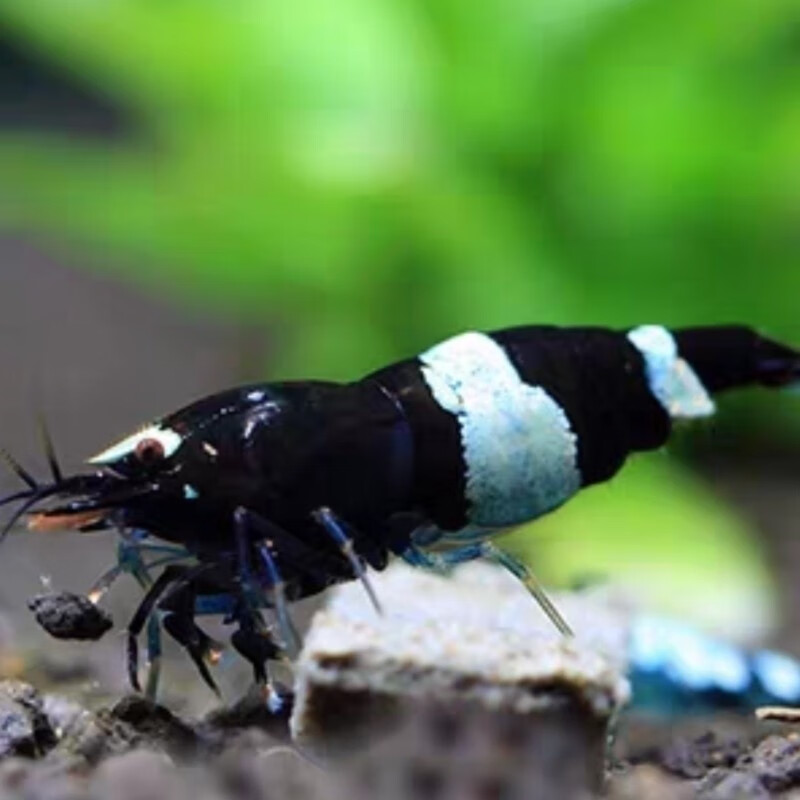 黑金刚水晶虾一只1cm左右