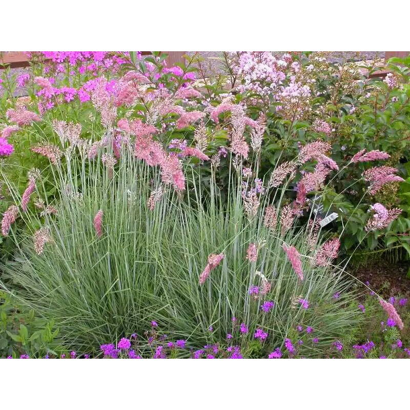 狼尾草种子狗尾巴草种子 猫尾草种子 紫穗长毛兔尾 粉穗狼尾草一斤