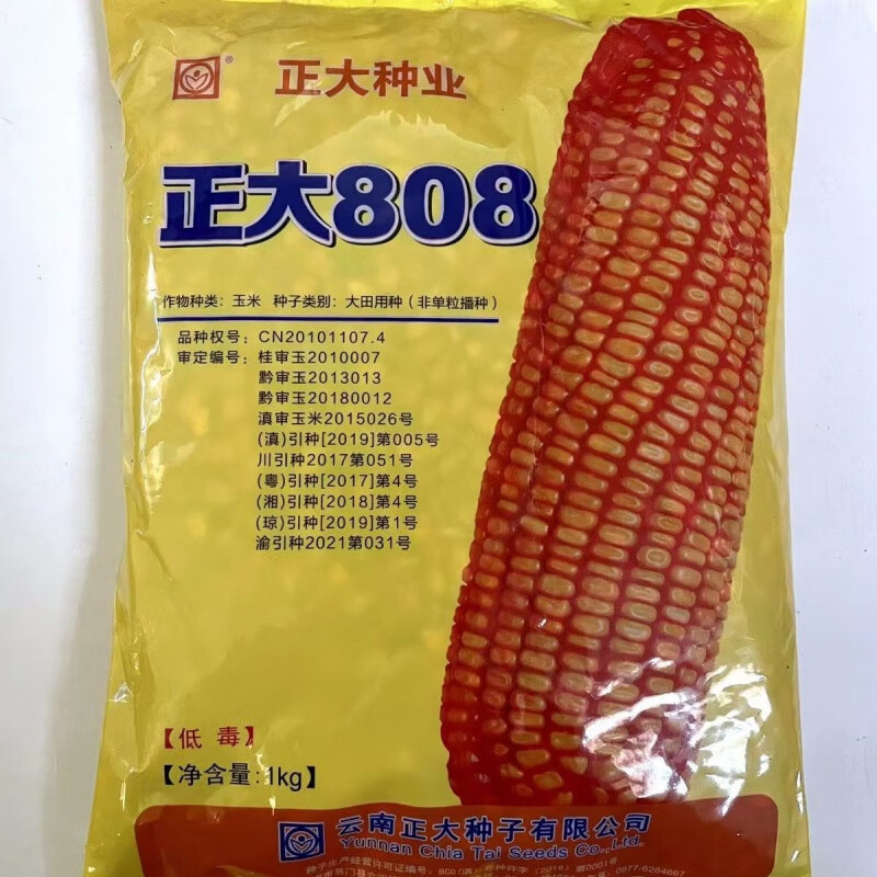 嘉瑰正大808玉米种子矮杆超大棒白轴抗病抗旱抗倒玉米种国审玉米增产