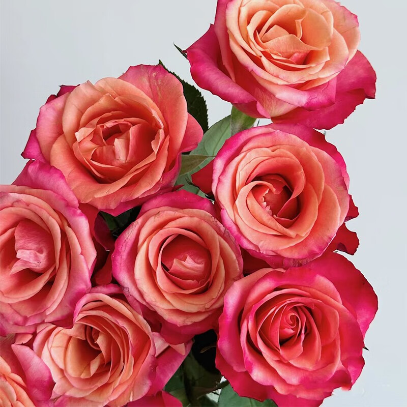 春天里肯尼亚进口玫瑰helene10支装 单头玫瑰 送女友送老婆 helene 10