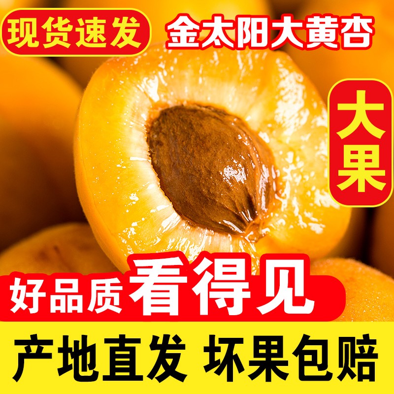 【吃货节】康乐欣陕西金太阳大黄杏时令水果 500g装 特惠装