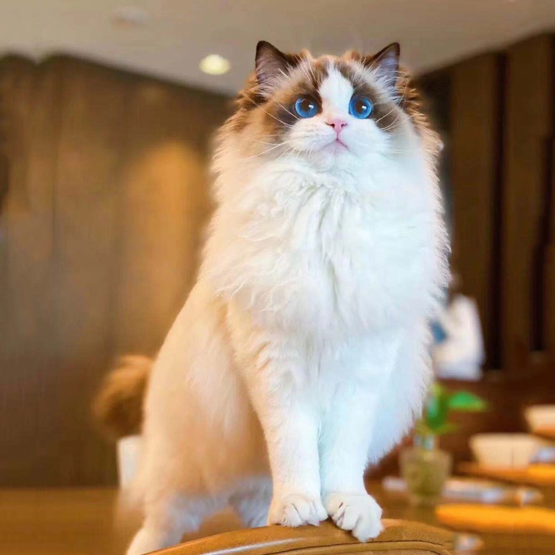 【100天健康保障】布偶猫幼猫活体宠物猫咪活体幼崽小猫活物纯种海双蓝双山双色仙女猫长毛猫咪蓝眼睛 A-宠物级怎么看?