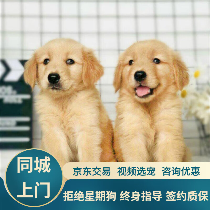 宁宠 金毛幼犬金毛犬狗狗活体宠物狗小狗崽活物狗狗 宠物级 公