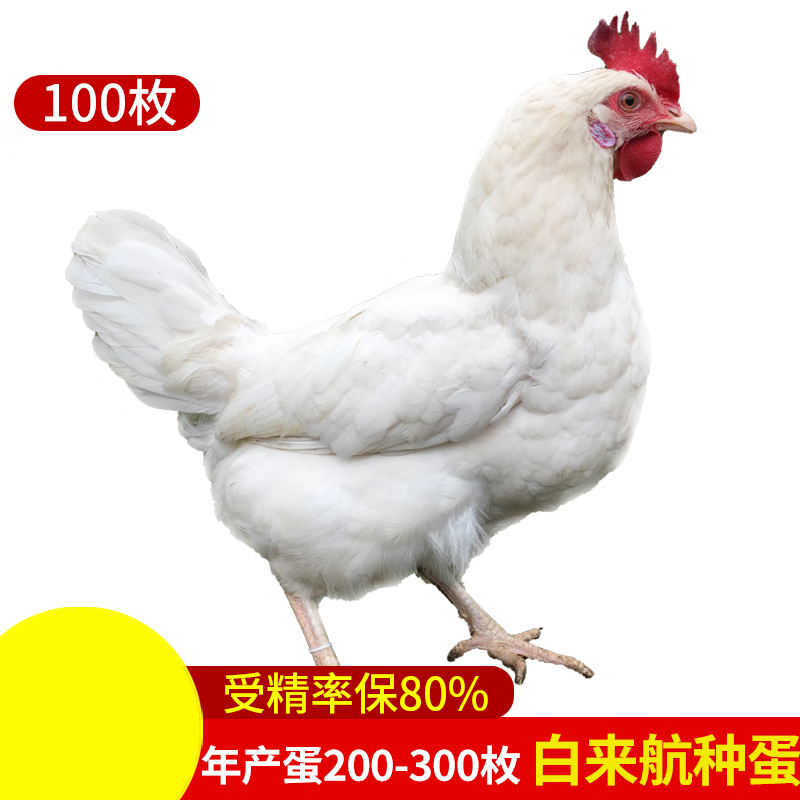 smvp纯种白来航鸡种蛋受精蛋可孵化小鸡白羽鸡种蛋受精鸡蛋受精可孵化