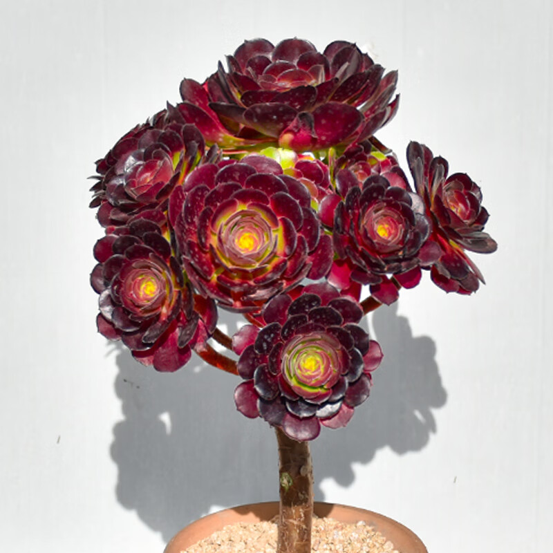 植物老桩大颗好养圆叶玫瑰法师精品贵货稀有品种大老桩 玫瑰韶秀法师