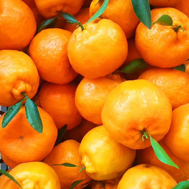 【精选生鲜】湘西椪柑新鲜红皮桔子蜜桔柑橘现摘芦柑碰柑橘子应季