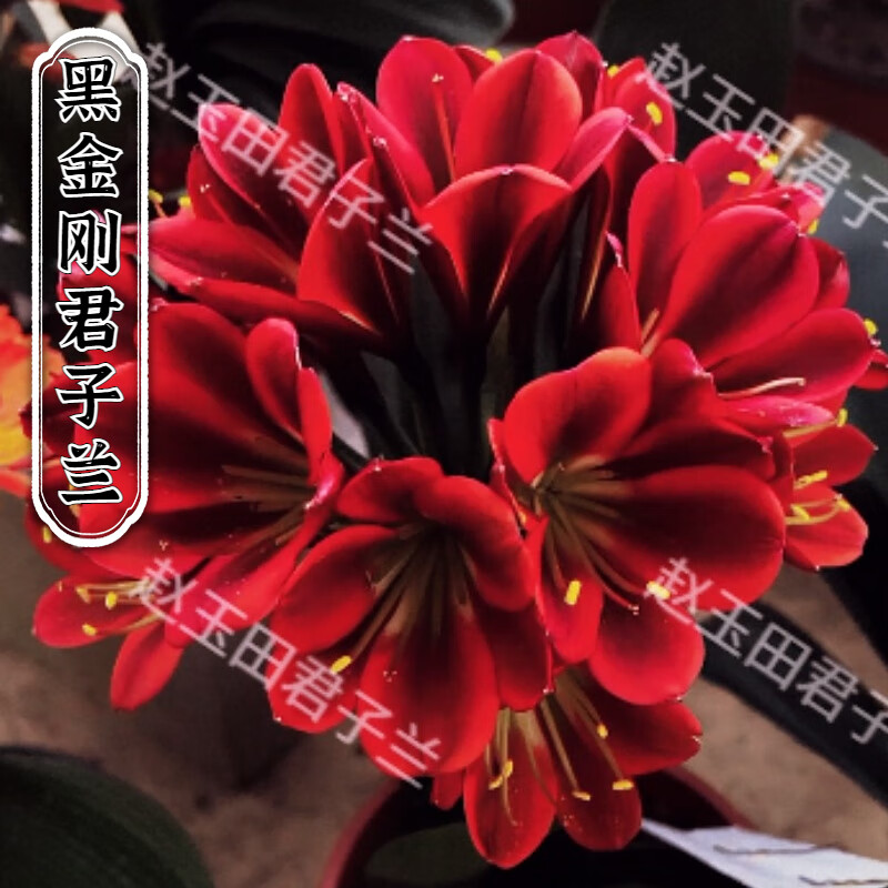 花姬文静花坊  精品名贵君子兰黑金刚盆栽特级油匠圆头和尚绿植宽短叶