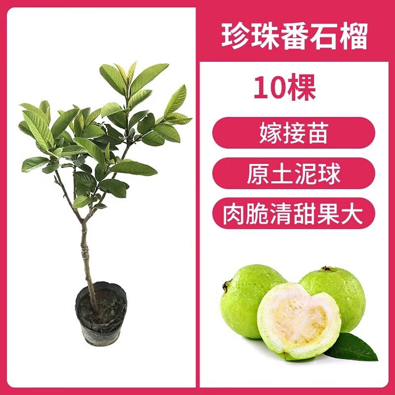 臨雅番石榴樹果苗紅心芭樂樹苗南方種植庭院盆栽地栽四季果樹當年結果 珍珠番石榴10棵