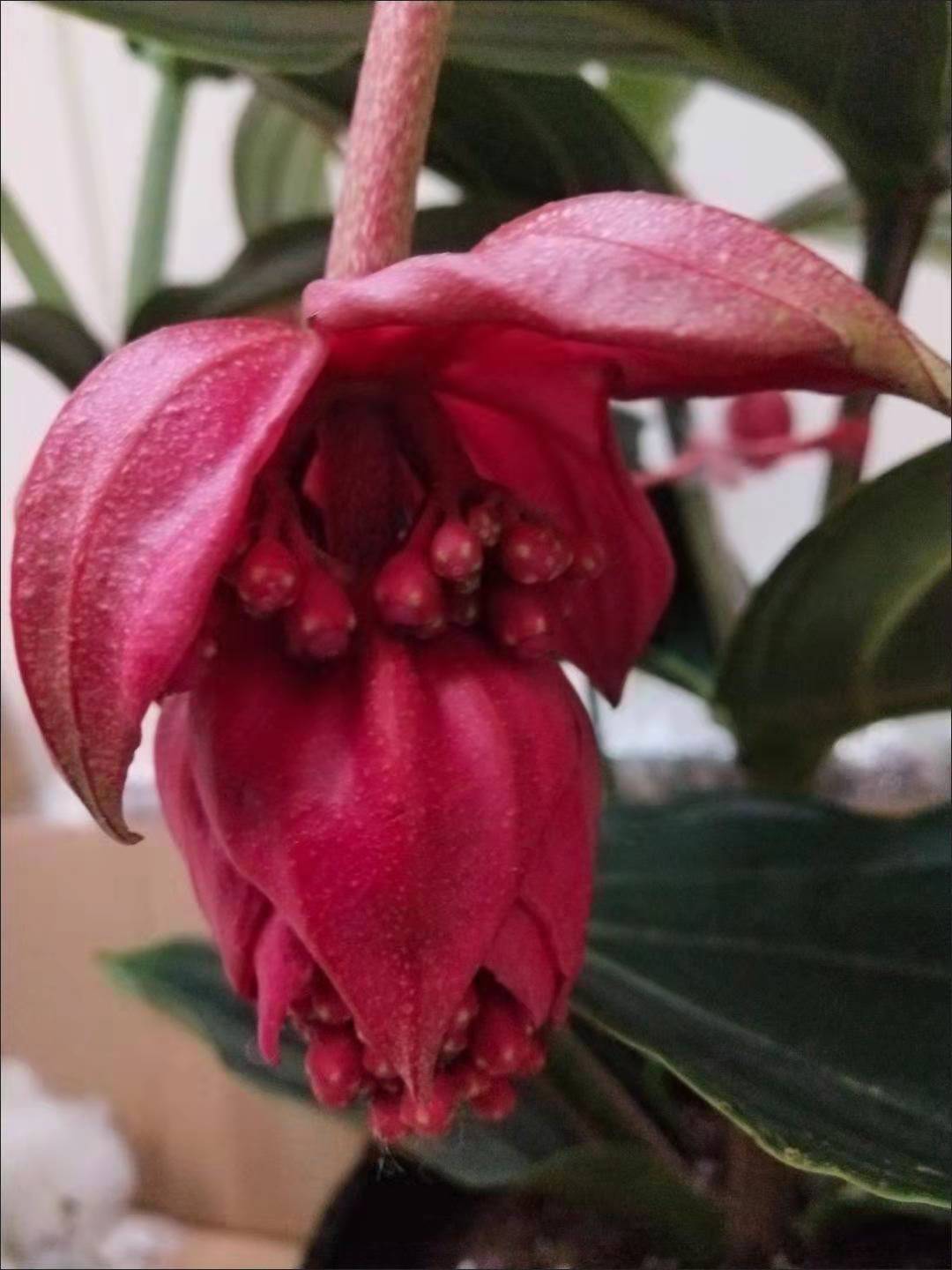 花盆栽带花苞苗美丁花四季高档养易活室内植物花卉 进口宝莲灯4头红色