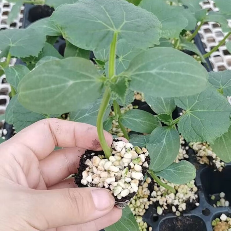 凤鸣雅世南瓜苗子蔬菜苗大全盆栽秧苗蔬菜孑秧四季绿贝贝南瓜苗5棵