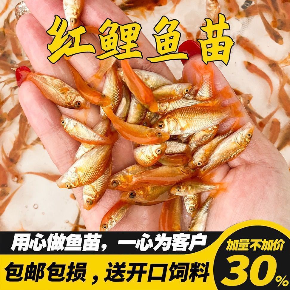 荣郁大品种兴国红鲤鱼苗淡水养殖放生可食用鱼苗荷包红鲤鱼苗批发包活