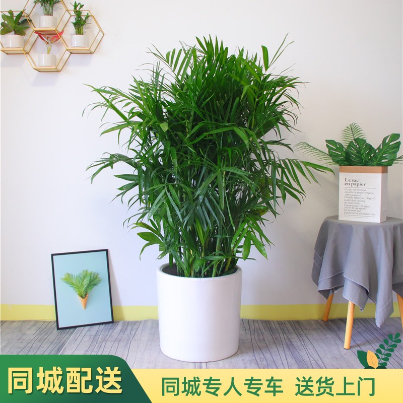 仙植缘 夏威夷竹盆栽绿植室内客厅四季常青观叶净化空气植物同城配送 夏威夷竹(白瓷盆)约1.4-1.5m怎么样,好用不?