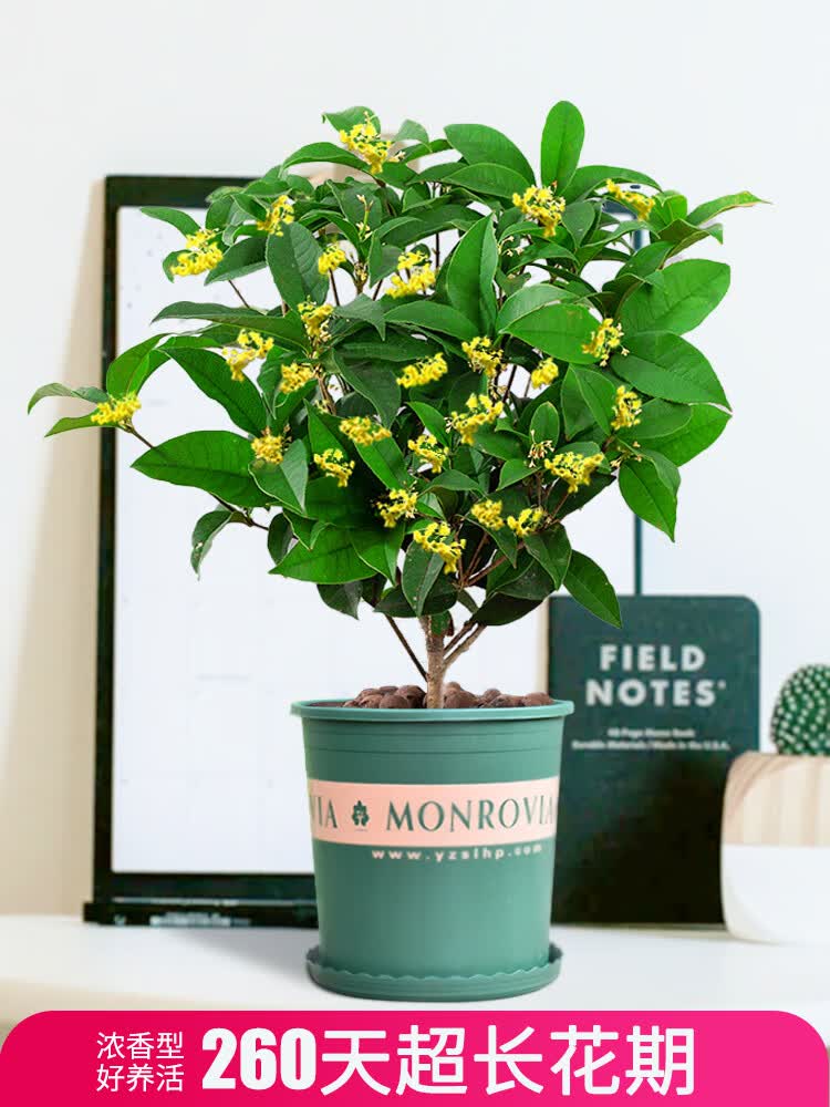 桂花树苗盆栽花卉好养易活的花四季客厅阳台室内家养绿植开花盆栽四季