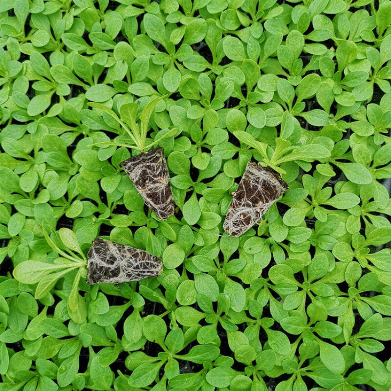 ǣţ���ذ갫ǣţ�������Ի��ڳ��ļ����������׻��ױ�����̨ͥ�� �ذ갫ǣţ��'ɫ3��