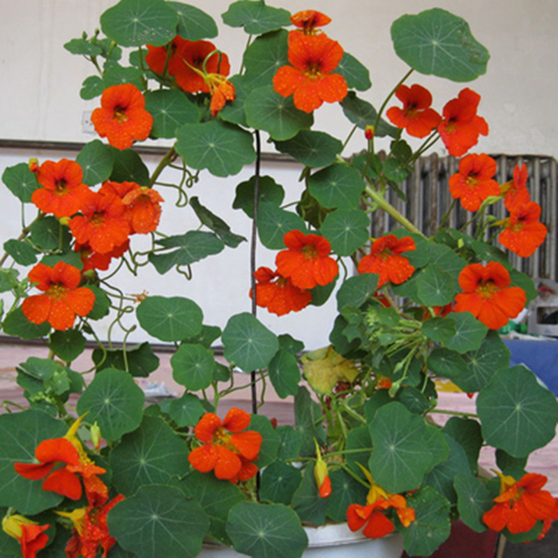 旱金莲爬藤多年生花草种子霞草种子日光菊种子四季易种易活庭院阳台