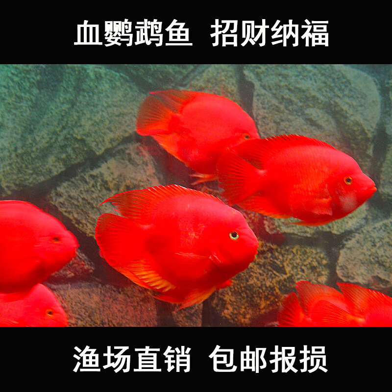 zxc红鹦鹉鱼活鱼热带观赏鱼淡水鱼风水鱼元宝鱼血红财神鱼发财鱼 6