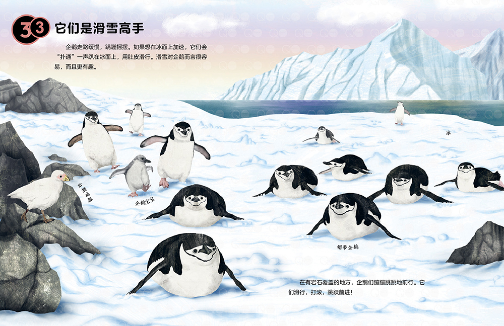 10个我喜欢你的理由:可爱的企鹅