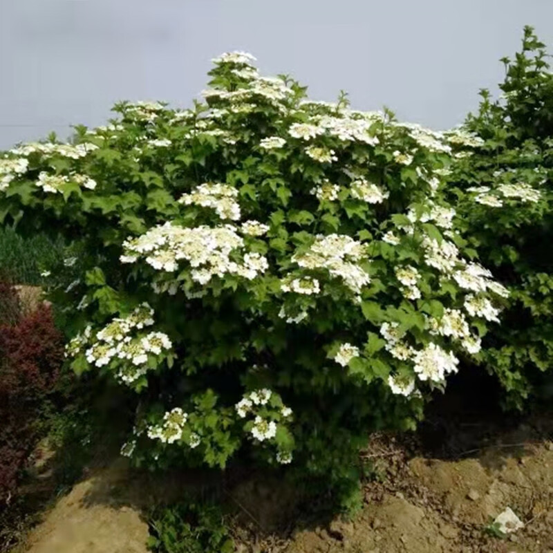 墨耘苍丛生天目琼花球庭院园林绿化落叶灌木球类鸡树条荚莲树苗北方
