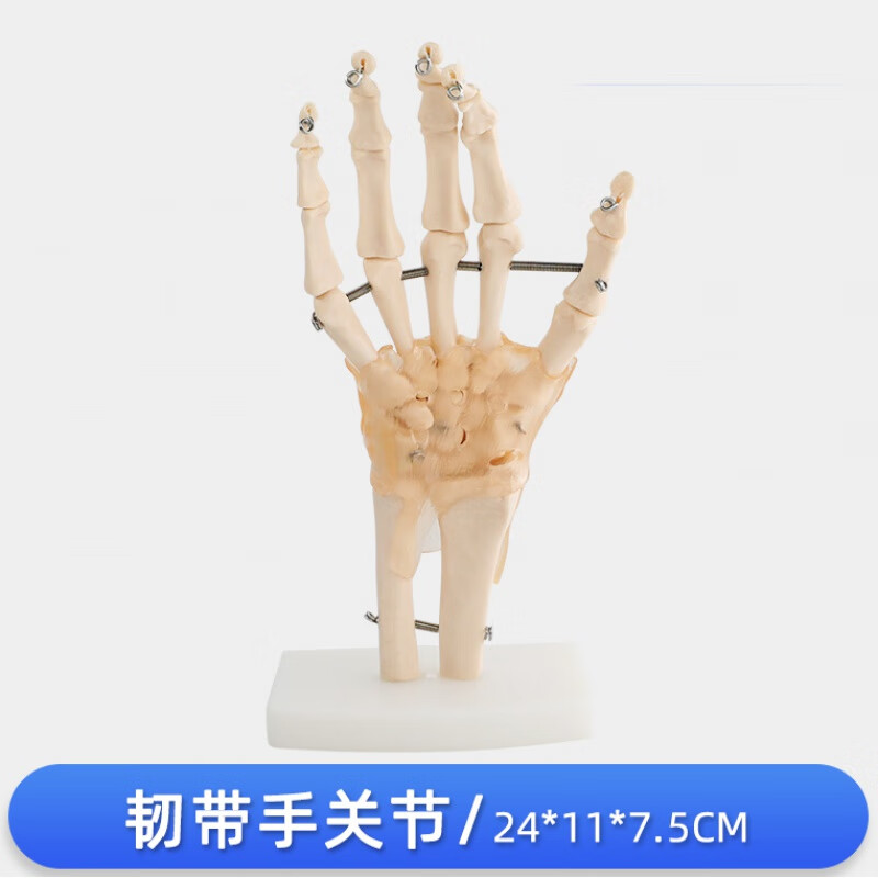 人体手关节骨模型手腕手部解剖手掌骨骼附韧带可活动结构指骨桡骨