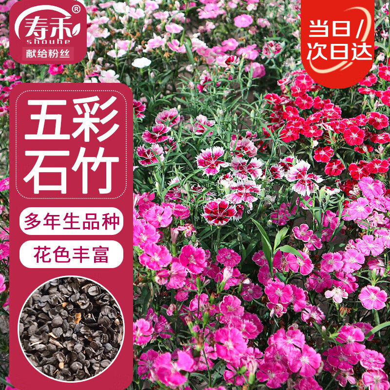 寿禾 石竹花种子盆栽庭院室内外种植花卉种籽 五彩石竹种子约1000粒