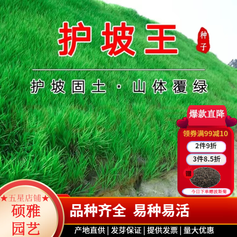 草籽四季常青庭院护坡固土草种籽草皮种子黑麦草 普通混播草【工程